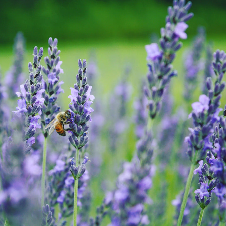 lavender with a honeybee